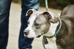 A dog similar to the one who was severely injured and rushed to a hospital for emergency treatment in Pennsylvania.