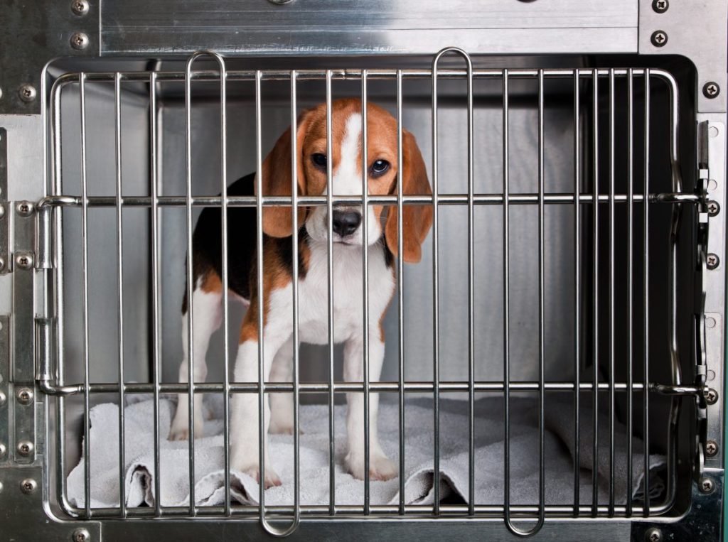 A Beagle in a cage, like the dogs and cats who previously faced euthanasia in research labs, a practice now banned in Michigan.