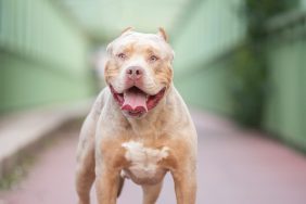 A brown American Bully XL standing with mouth open like those owned by Bully XL owners in U.K facing a breed ban.