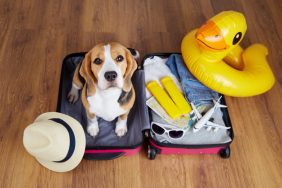 A Beagle in a suitcase with accessories ready for dog-friendly travel.