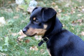 Lancashire Heeler puppy outdoors.