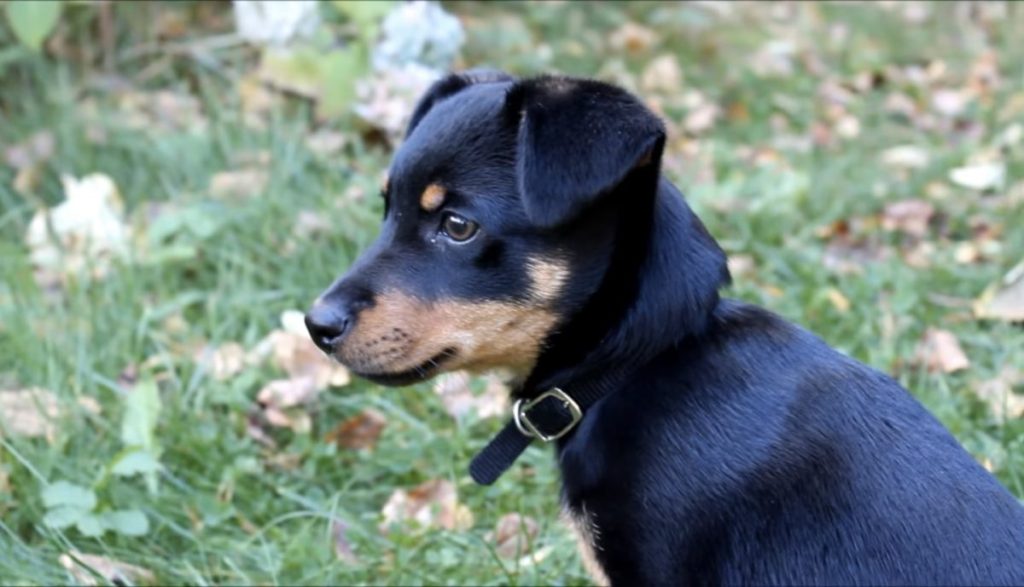 Lancashire Heeler puppy outdoors.