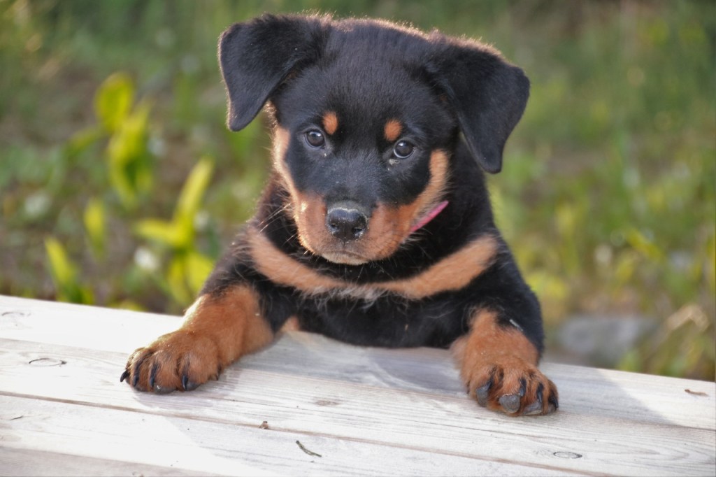 Cute Lancashire Heeler puppy.