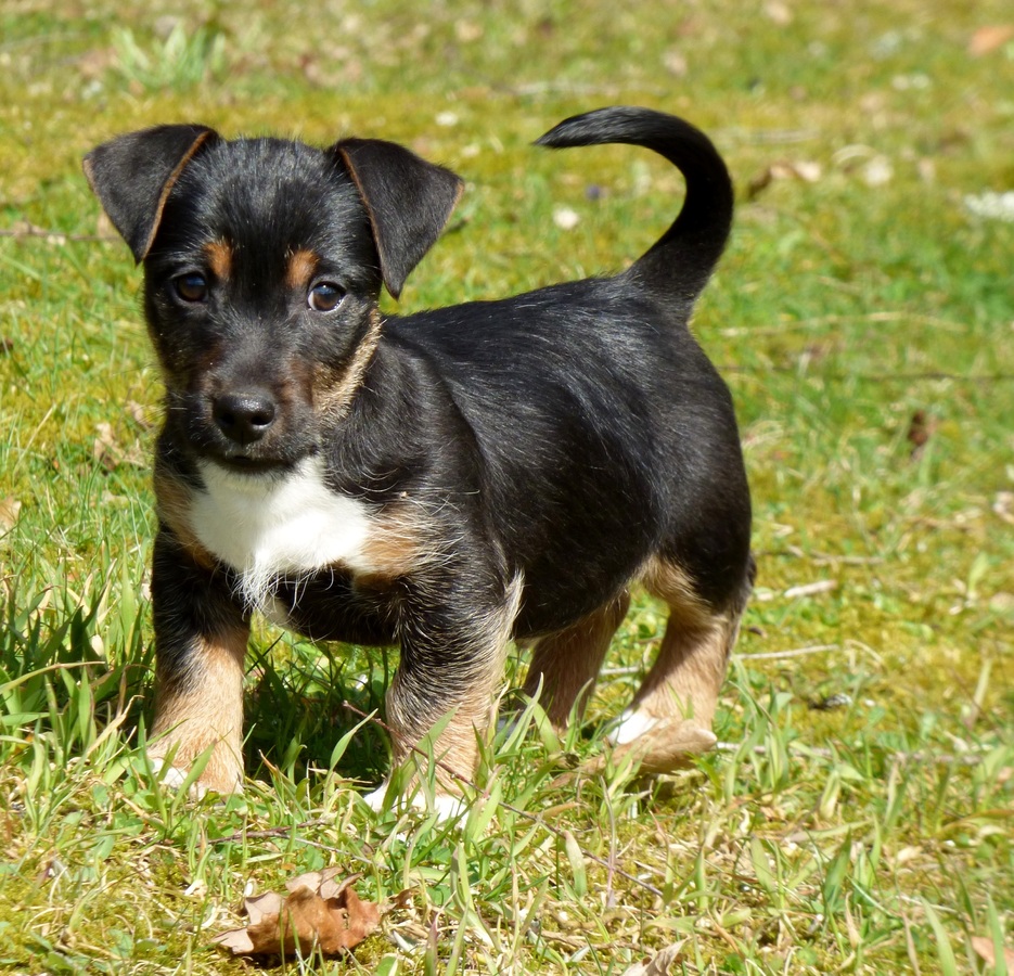 Lancashire Heeler puppy looking at the camera.