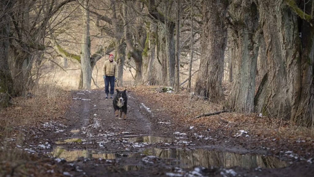 Alabama Rot