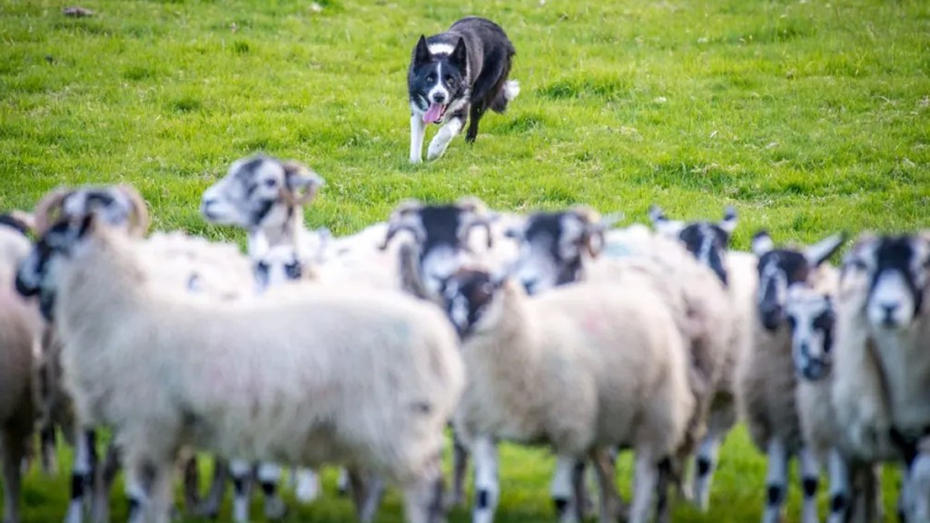 Border Collie herding video