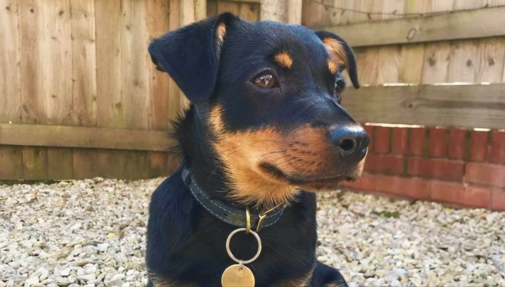 Lancashire Heeler puppy.