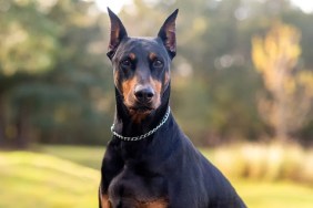 Doberman bedtime routine