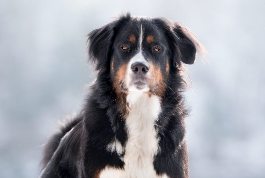 Golden Mountain Dog standing in a bed of snow