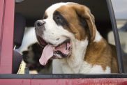 A happy Saint Bernard, a breed with a high drooling potential, smiling and panting out the window of a red car. On the window sill you can see a good amount of dog slobber.