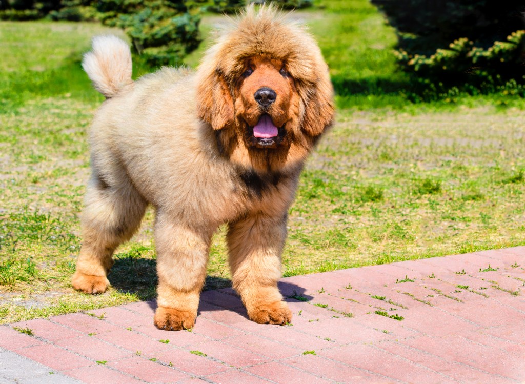 A Tibetan Mastiff puppy with gold fur.