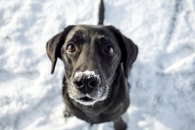 A dog, similar to the one who fell into an icy pond in Utah and was rescued by firefighters.