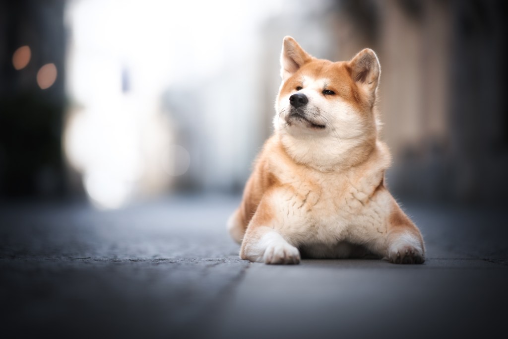 Japanese Akita lying on the ground