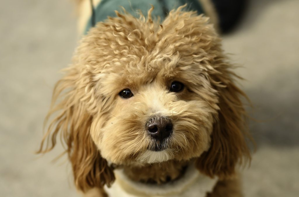 New York, NY, USA - November 14, 2019: A little male Havanese-Poodle pauses to look at the camera on Park Avenue on the upper east side of Manhattan.