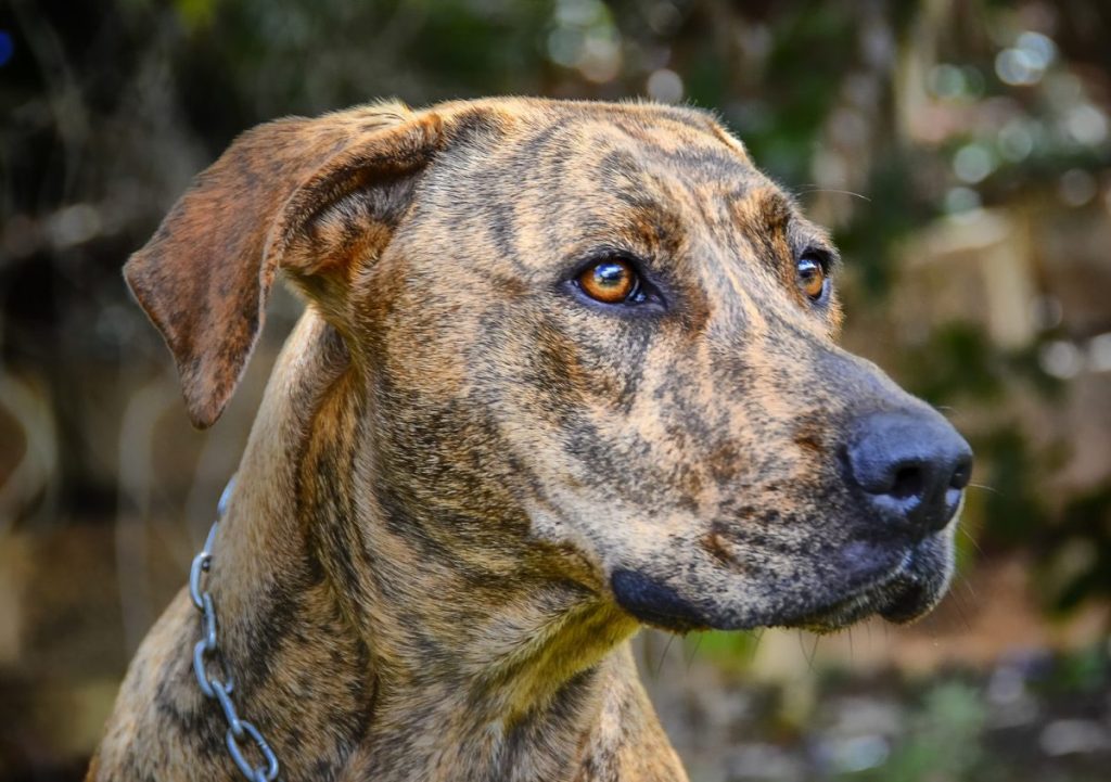 Plott Hound Dog Close-up