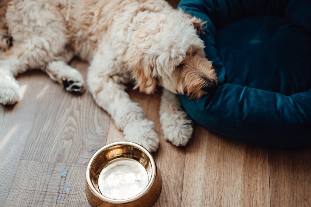 A Goldendoodle lying beside water bowl. 