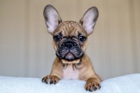 French Bulldog stolen