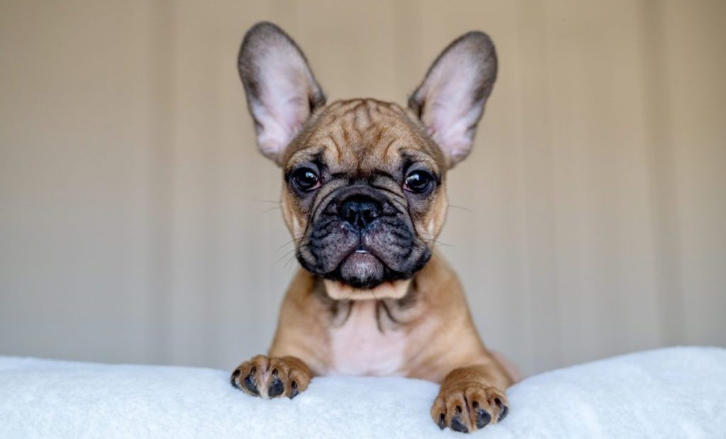 French Bulldog stolen