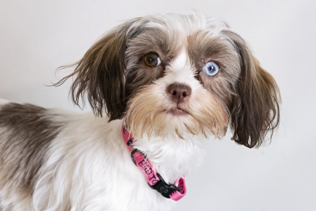 Morkie with Heterochromia