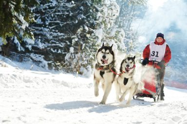 Dogs with musher participating in sled dog race, similar to a scene of Minnesota Beargrease Sled Dog Marathon.