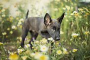 One of the cute Dutch Shepherd puppies in a flower field.