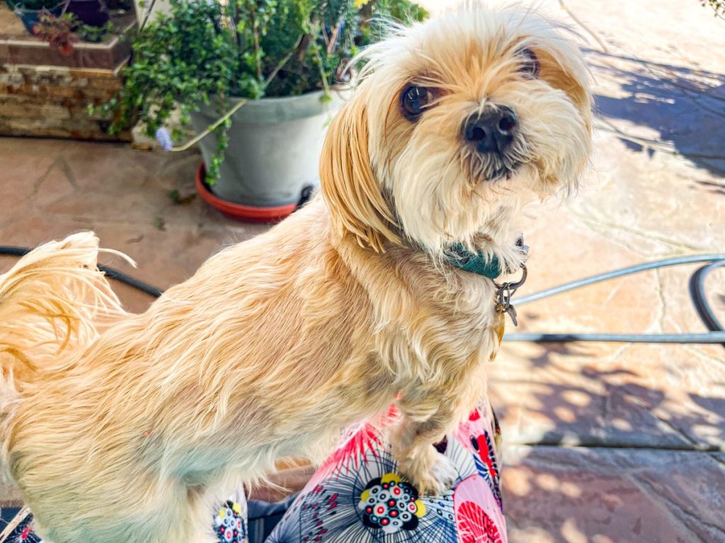 A senior male Morkie pet sitting on a lap