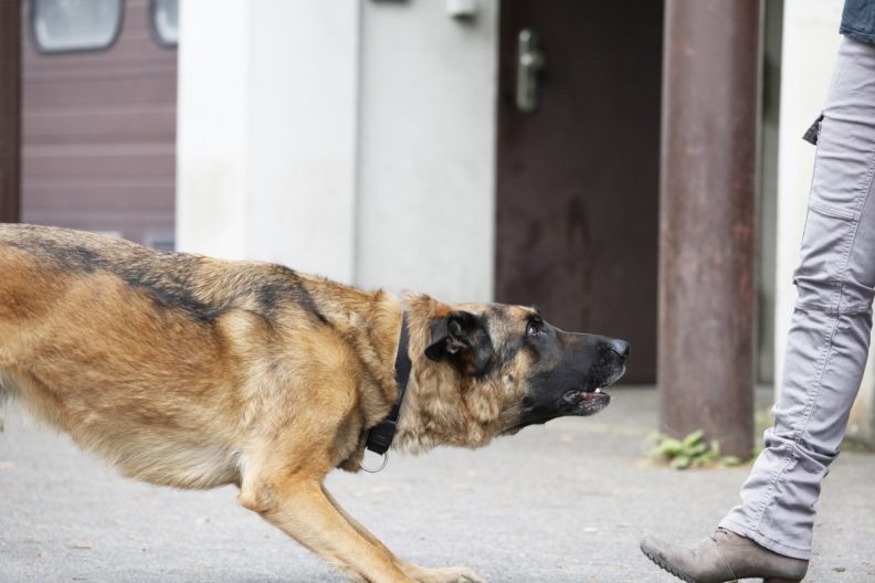 A German Shepherd, similar to the one who was abused by a dog trainer in Missouri.