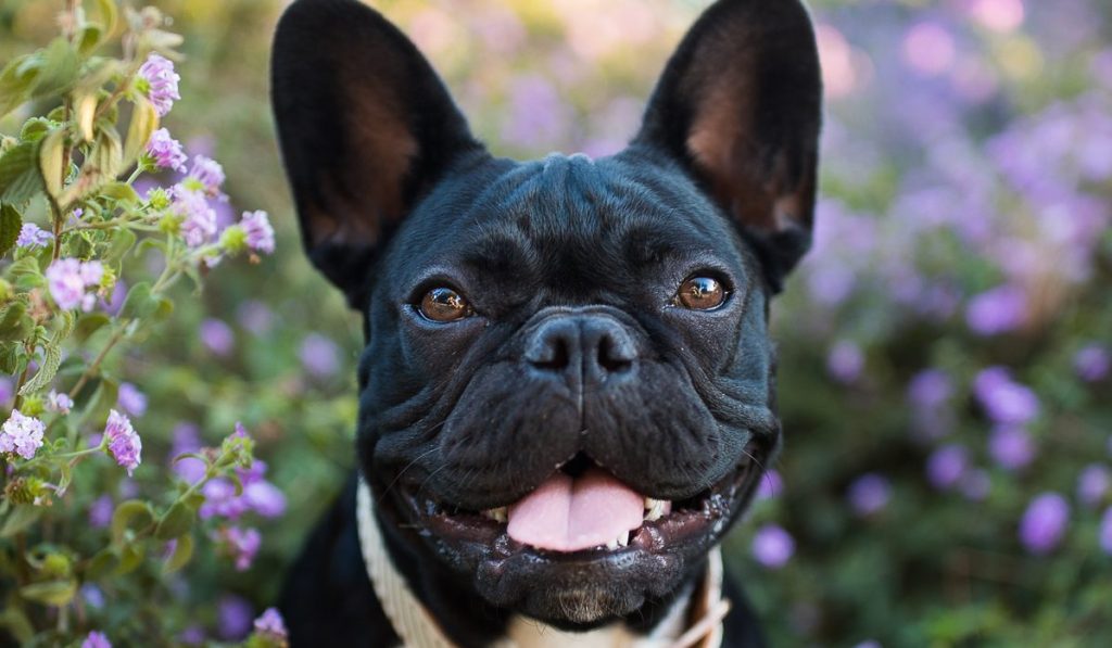 A Black French Bulldog stands in flowers outdoors and looks happily at the camera.