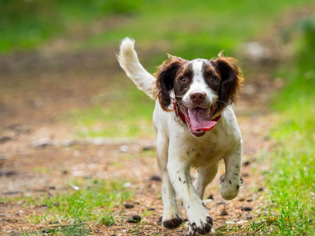 A happy Springer Spaniel puppy walking while sticking tongue out, like the one stolen as thief cased apartments