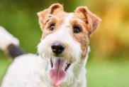 Close up shot of a happy cute Wire Fox Terrier dog in the park