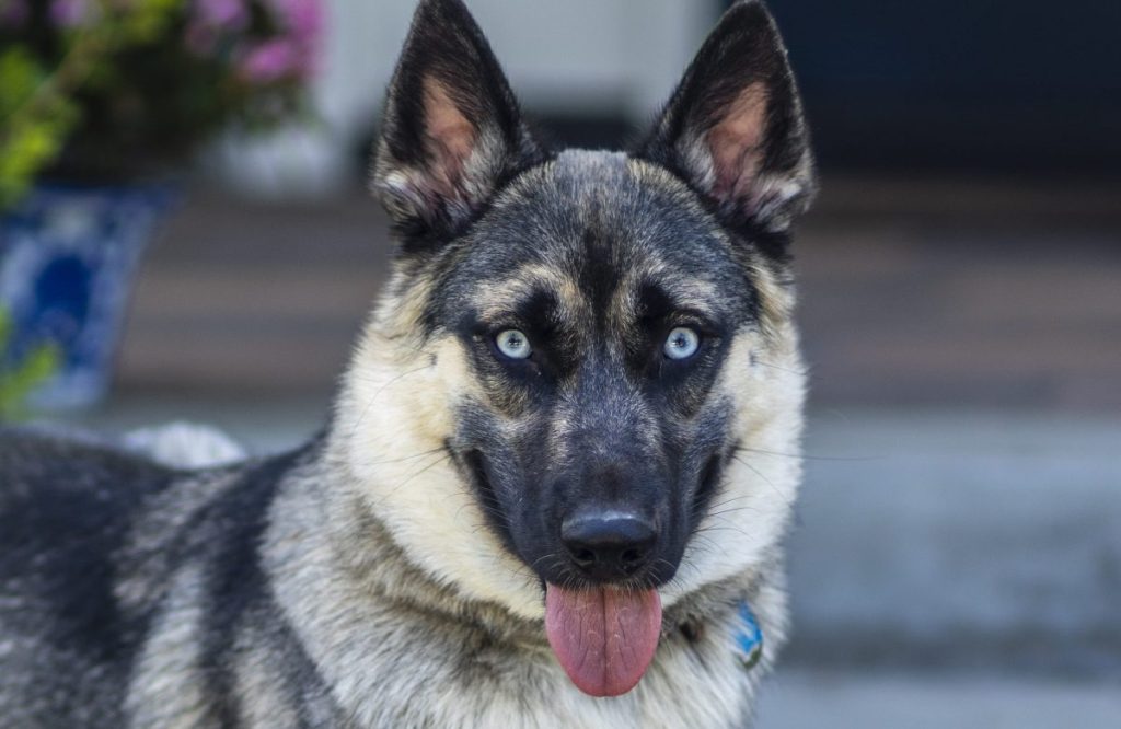 German Shepherd Husky Mix, also known as a Shepsky, sitting on a patio.