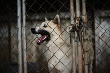 Closeup of a canine near a fence similar to Pittsburgh dog who got electrocuted.