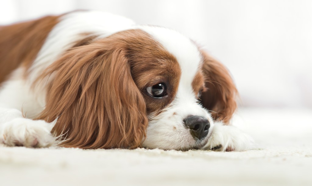 Cute Cavalier King Charles Spaniel looking away.