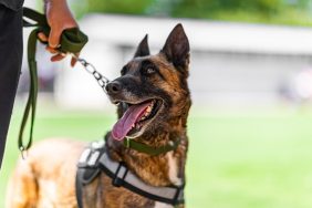 Police dog Luna catches a suspect on the run.