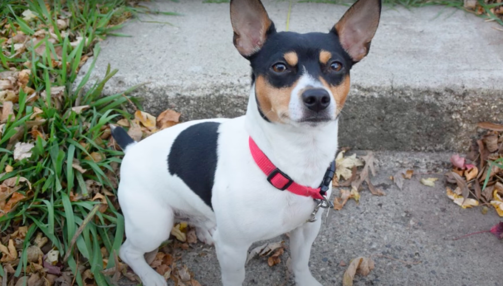 tri-colored Teddy Roosevelt Terrier sitting on cement stairs