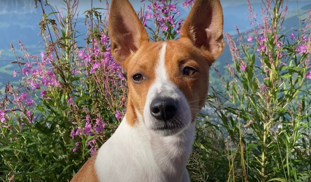 Tan and white Teddy Roosevelt Terrier standing with purple flowers in the background.