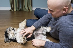 do dogs like belly rubs