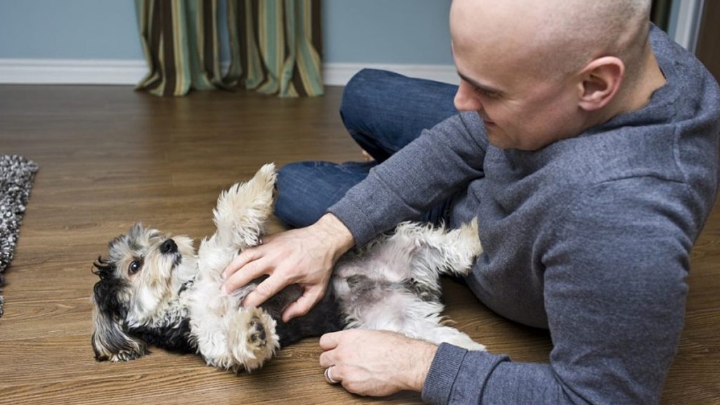 do dogs like belly rubs