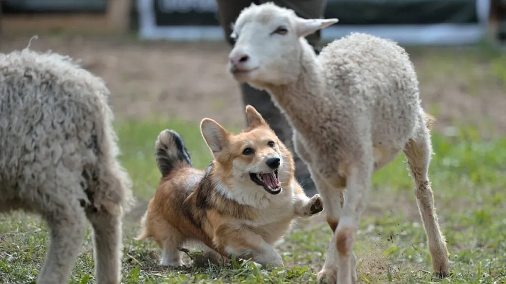 farmers can shoot dogs