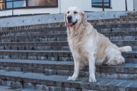 golden retriever tiktok