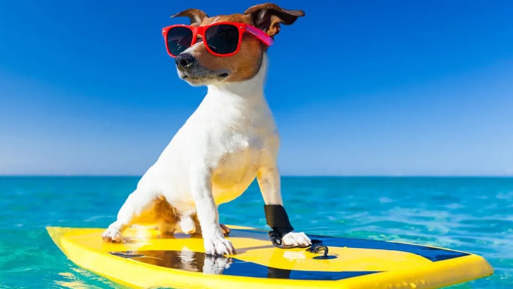 jack russell terrier surfing