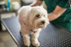 vet saves dog