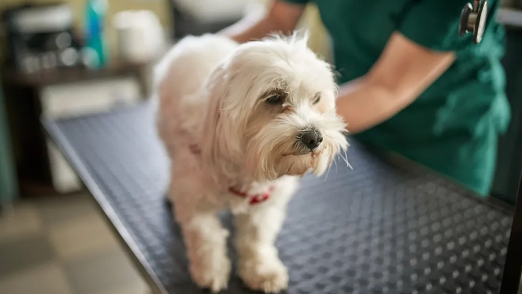 vet saves dog