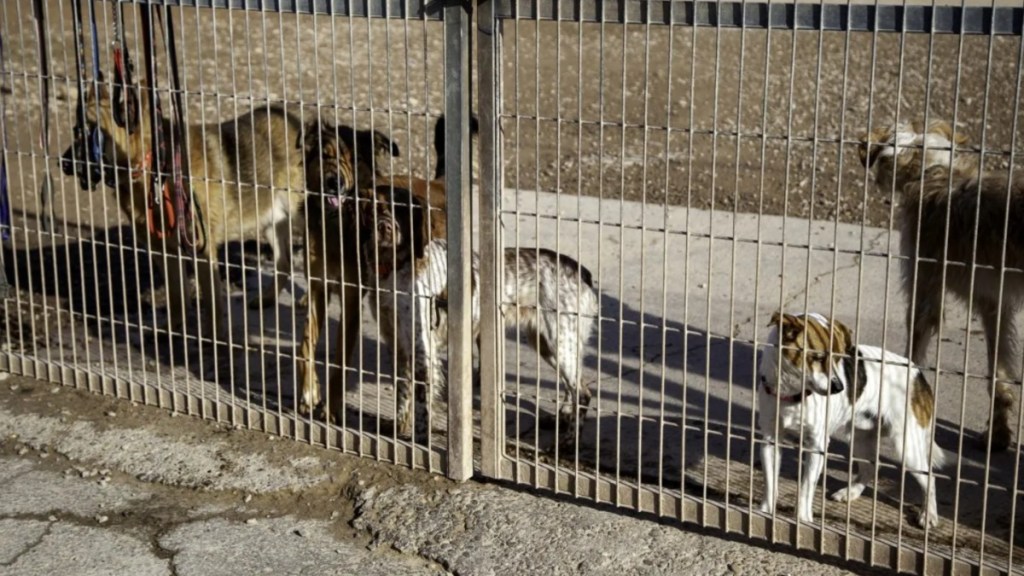 Dogs in cages, like the 100 mistreated dogs found in a rescue organization's New Jersey property.