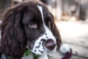 Lost dog, Bea, survives after 58 days in the Welsh mountains.