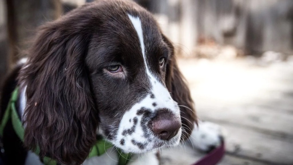 Lost dog, Bea, survives after 58 days in the Welsh mountains.