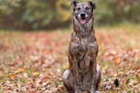 A Dutch Shepherd sitting in a field full of leaves with tongue out, a New Jersey animal control officer was arrested for dumping a malnourished Dutch Shepherd and leaving the animal for dead