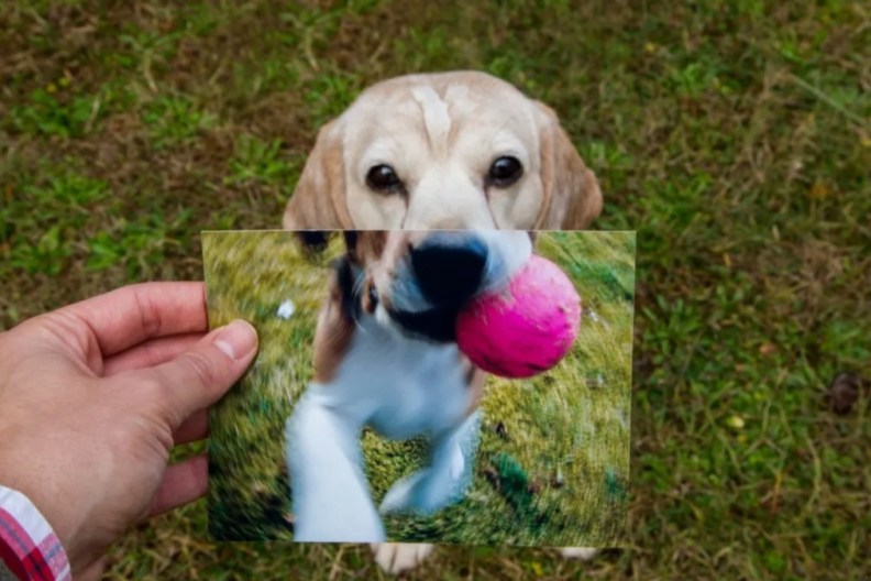 A senior dog with a photograph of his puppy stage, an anti-aging drug by Loyal is being developed to increase the lifespan of large dogs.