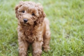 Australia popular dog breeds Cavapoodle