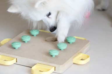 Best Interactive Dog Toys